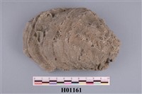 藏品(牡蠣)的圖片